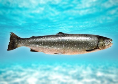 �����: ��� �� ����������� ������� � ��� ����� ����� � ������� ����