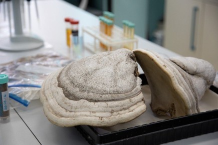 ��������� ������ ����������� ���������� ���� �� ������� ������ ��� �������� ���������� ���