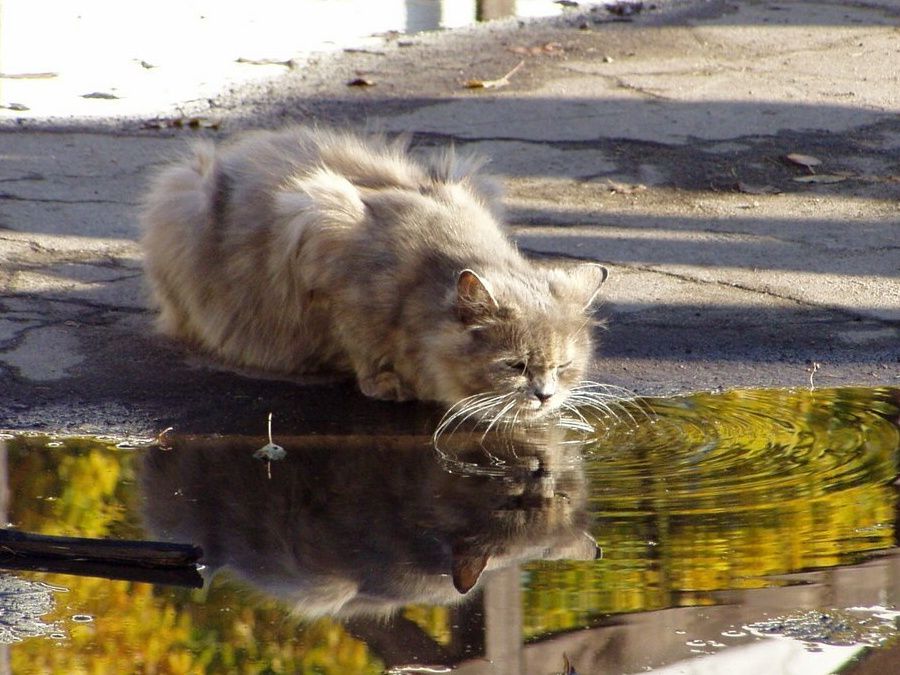 ������ ����� �������� ������� ����: ����������� ������� � ������ ��� ����������