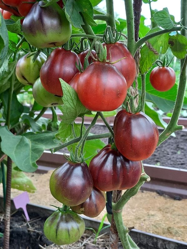 ���������� �����, ��� ������ ������� �� ����