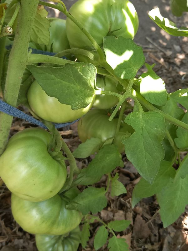 ��� �������� ������ �� ����������� � �������� ��������� ������