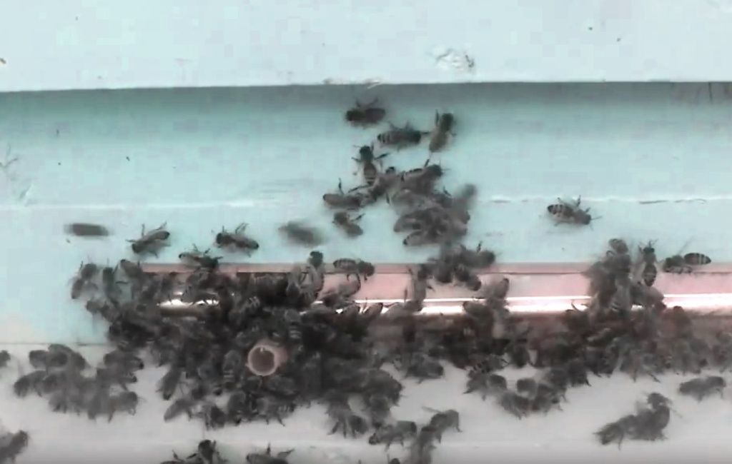 ��� �������� ���� ���� �� �������: ������, ������� ������ ���� �����