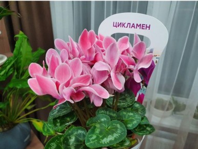 ��������: ��� ����� ���������� ����������� ���������� �������� � �� �������� ���