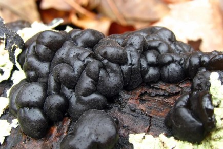 ������� �������� �������: ������ ����� �������� ����� �� �������