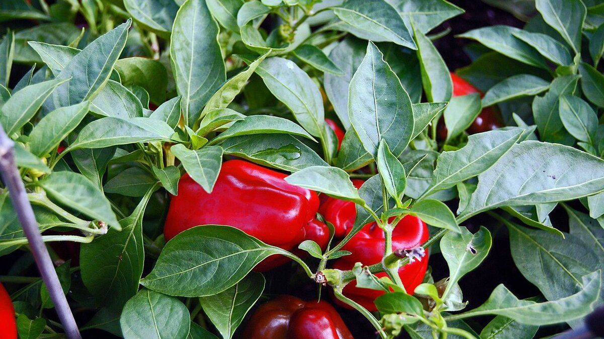 � �������� ����������� ���������� ��� ������� ������