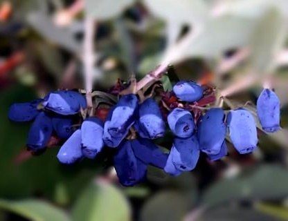 Обрезка жимолости осенью: как обеспечить себе щедрый урожай