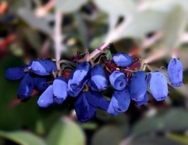 Обрезка жимолости осенью: как обеспечить себе щедрый урожай