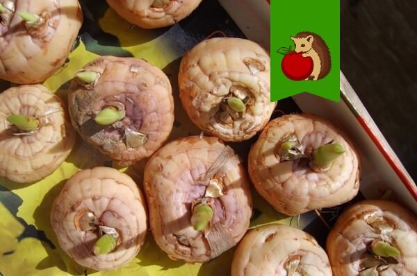 Эффективные способы хранения луковиц гладиолусов