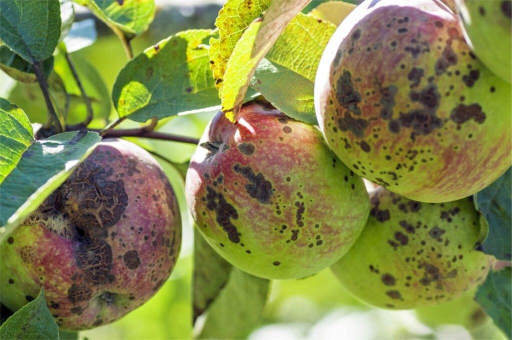 ����������� ������ � ������ �� �������