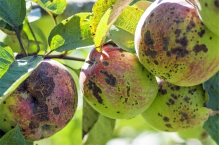 ����������� ������ � ������ �� �������