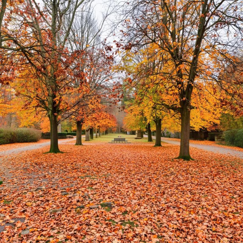 ��� ������������ ������� ����������: ���������� ������ � ������������� �����������