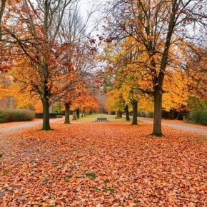 Как наслаждаться осенним листопадом: превращаем уборку в увлекательное приключение