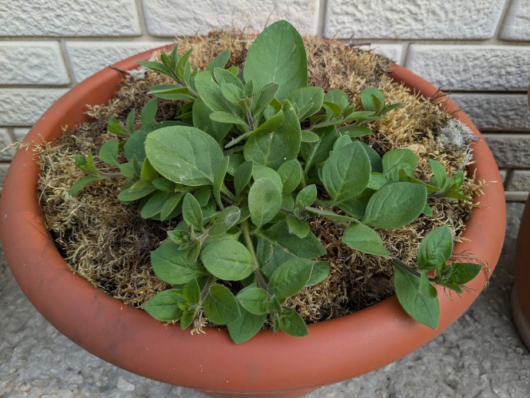 ������� � ���� ������: ����� ����� � ������ ��������