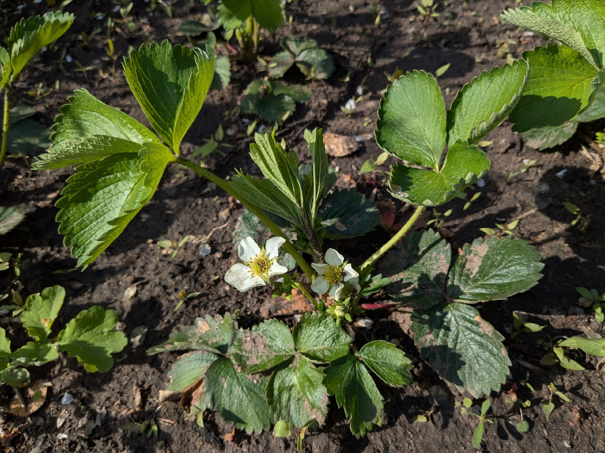 Весна удивляет: ранние цветы в саду и особенности агрономии