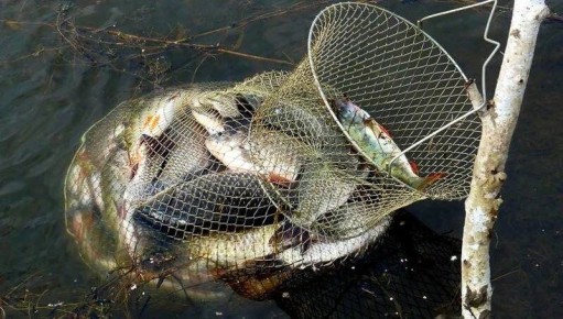 Как продлить жизнь рыбы: хитрости для рыбаков