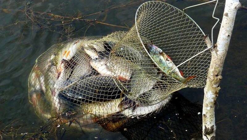 Как продлить жизнь рыбы: хитрости для рыбаков