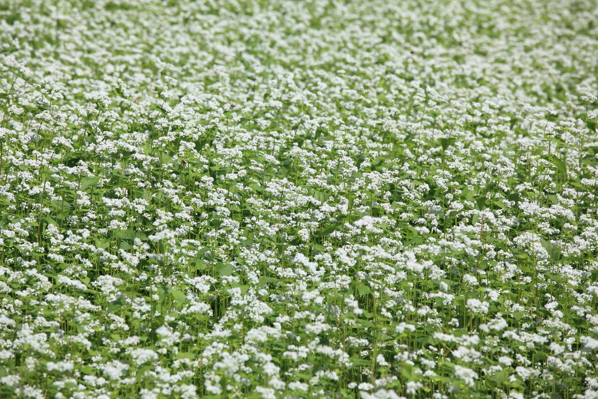 ��� ������� ������������ ��������� ����� � ���������� ��������