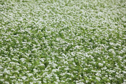 Как гречиха способствует улучшению почвы и укреплению здоровья