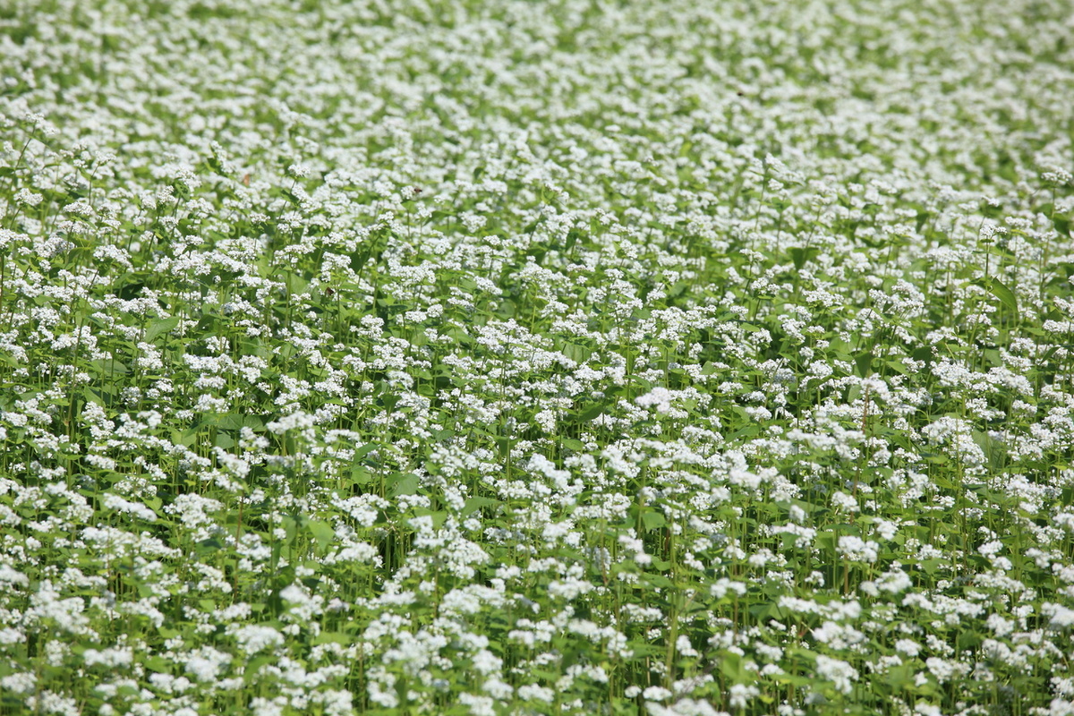 Как гречиха способствует улучшению почвы и укреплению здоровья