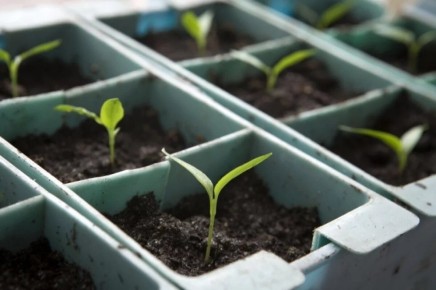 Как вырастить шпинат дома: советы от агронома