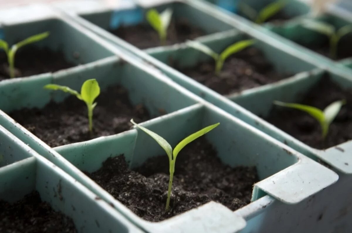 Как вырастить шпинат дома: советы от агронома