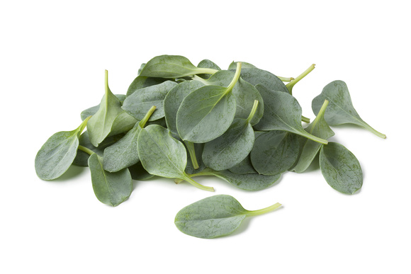 Веганская устрица: мертензия покоряет рестораны с звездами Michelin