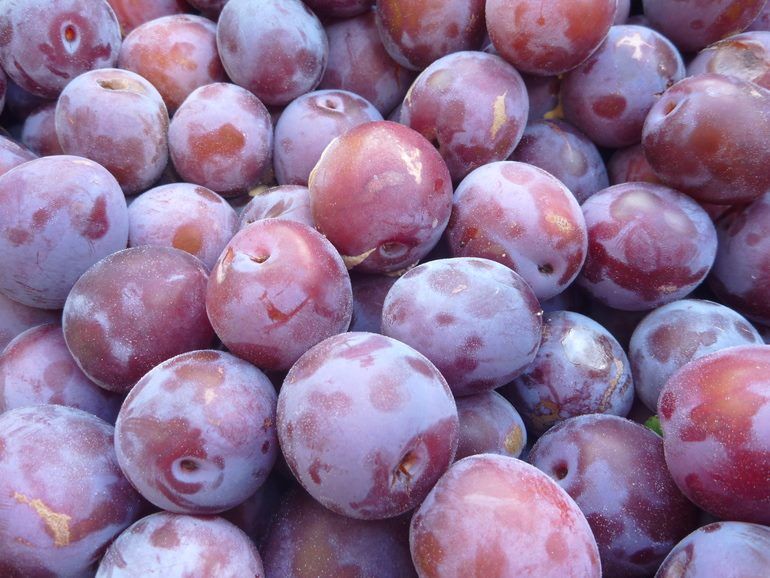 ���������� ������ ����������� ����: ���������, ������� ��� ������