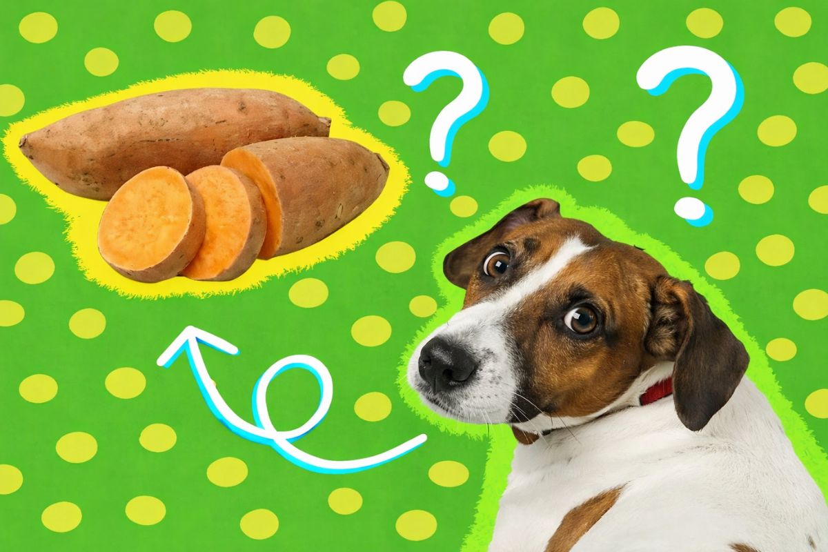 ����� �� ������ ������ �����: �������� �������� � ������������