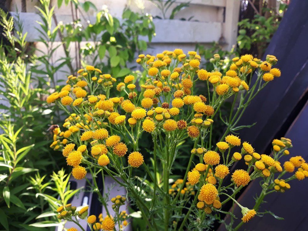 ����������� ������: ������ ��� ����������� ��� �����