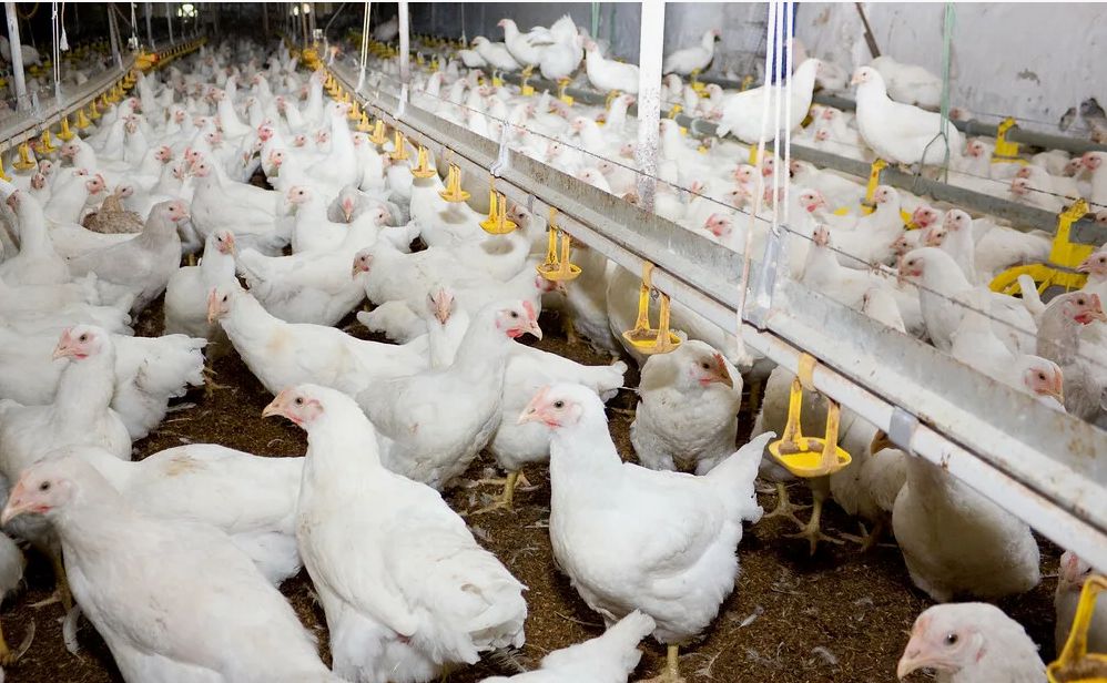 ��� ����� �� ������ ���������� ���: ������ ��� ���?