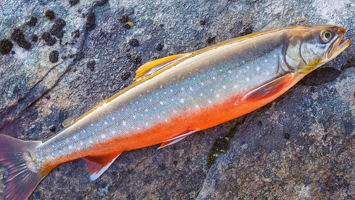 �����: ������������� ������� ����, ������� ����� �����������