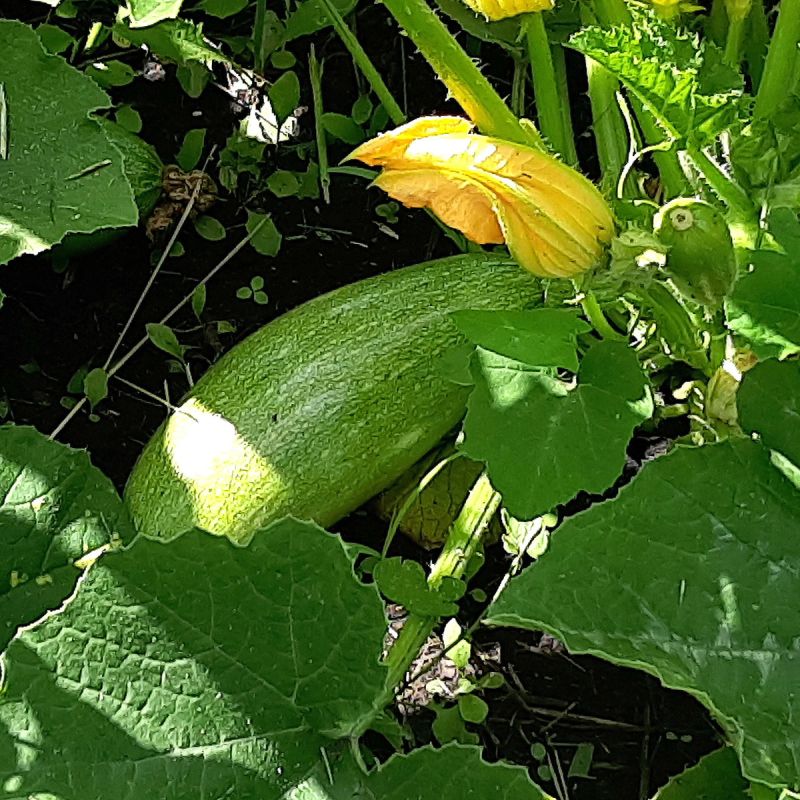 ���� ���������: ����� ���������� ������� �� ��������