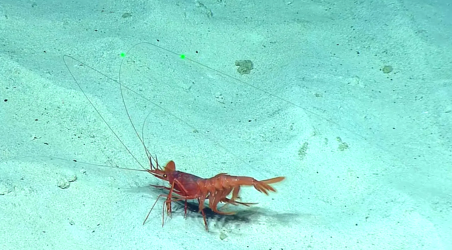 Креветка: маленькое чудо океана