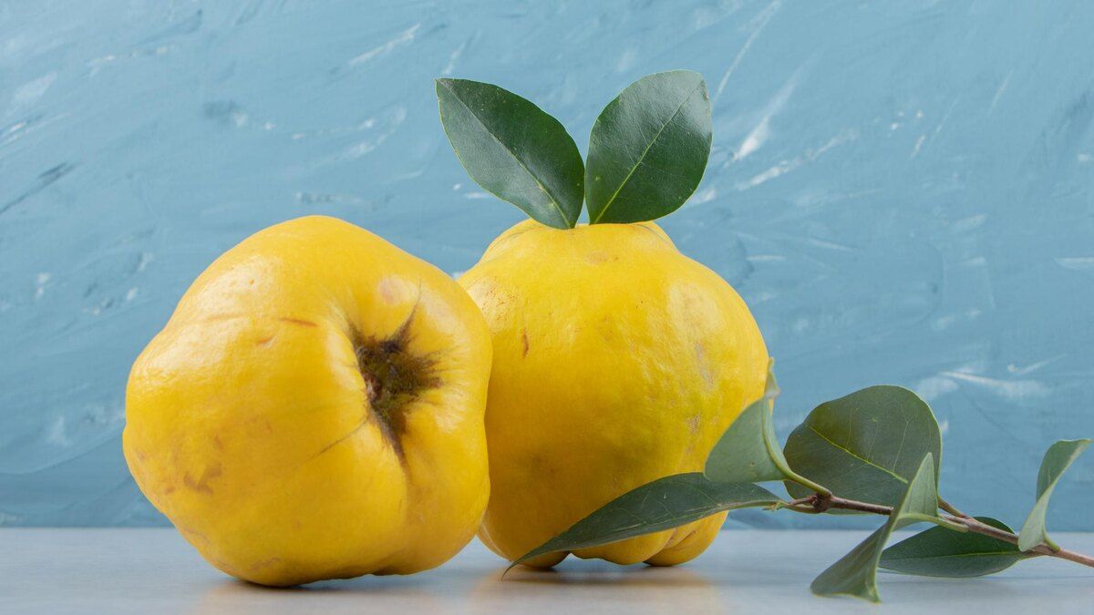 Айва: тайны осеннего фрукта и его удивительная польза