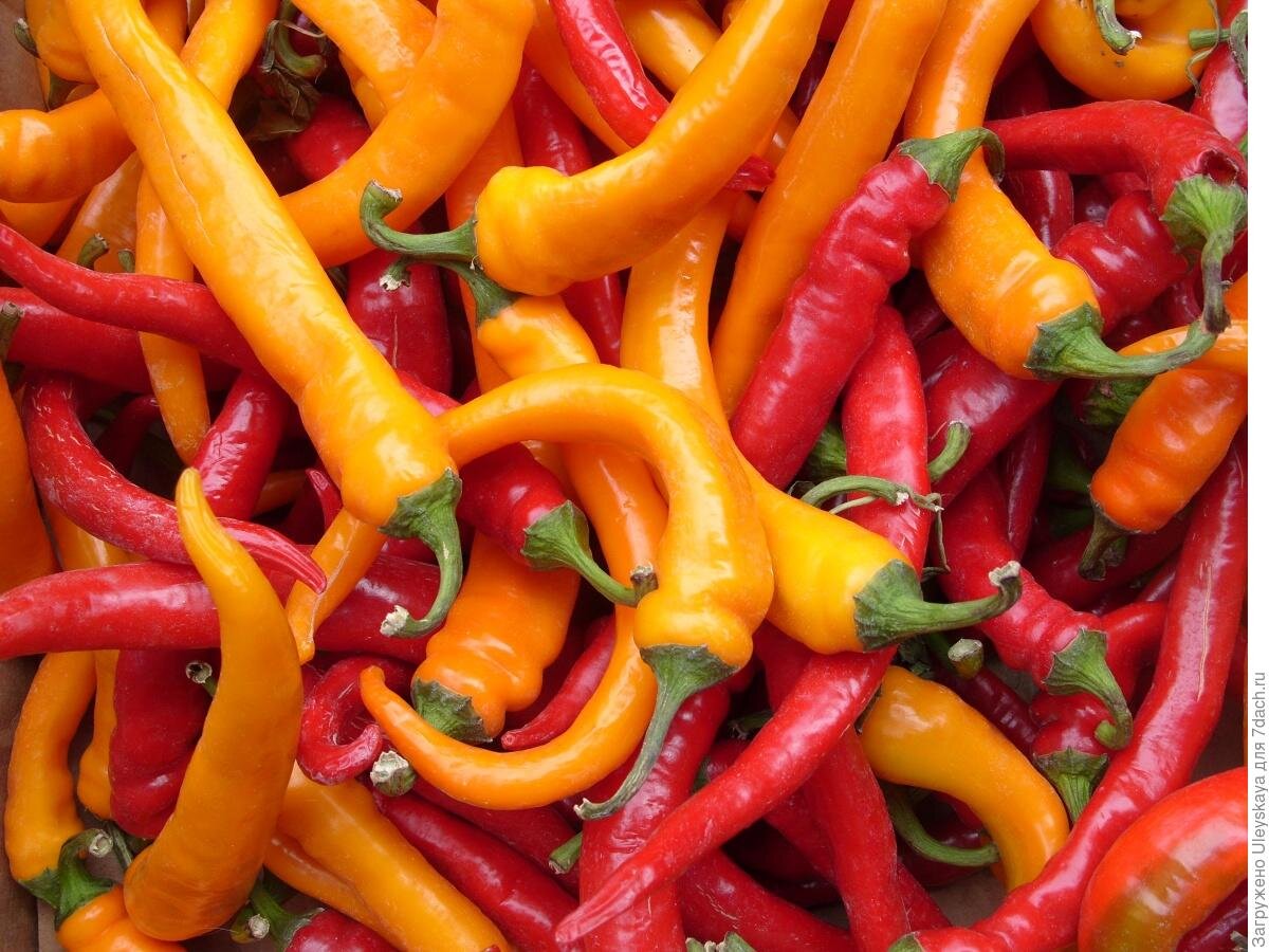 Острый перец: здоровье и удовольствие в каждом кусочке