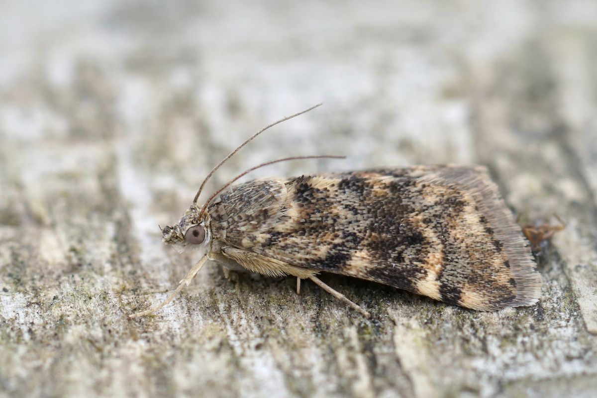 Как эффективно избавиться от моли: от стратегии до победы