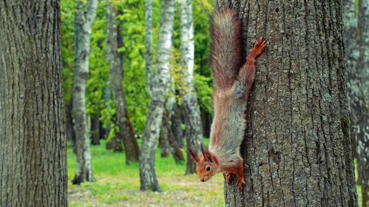 ��������� ��������: ��� ���� ������ ������������ ��������� ����� ����������