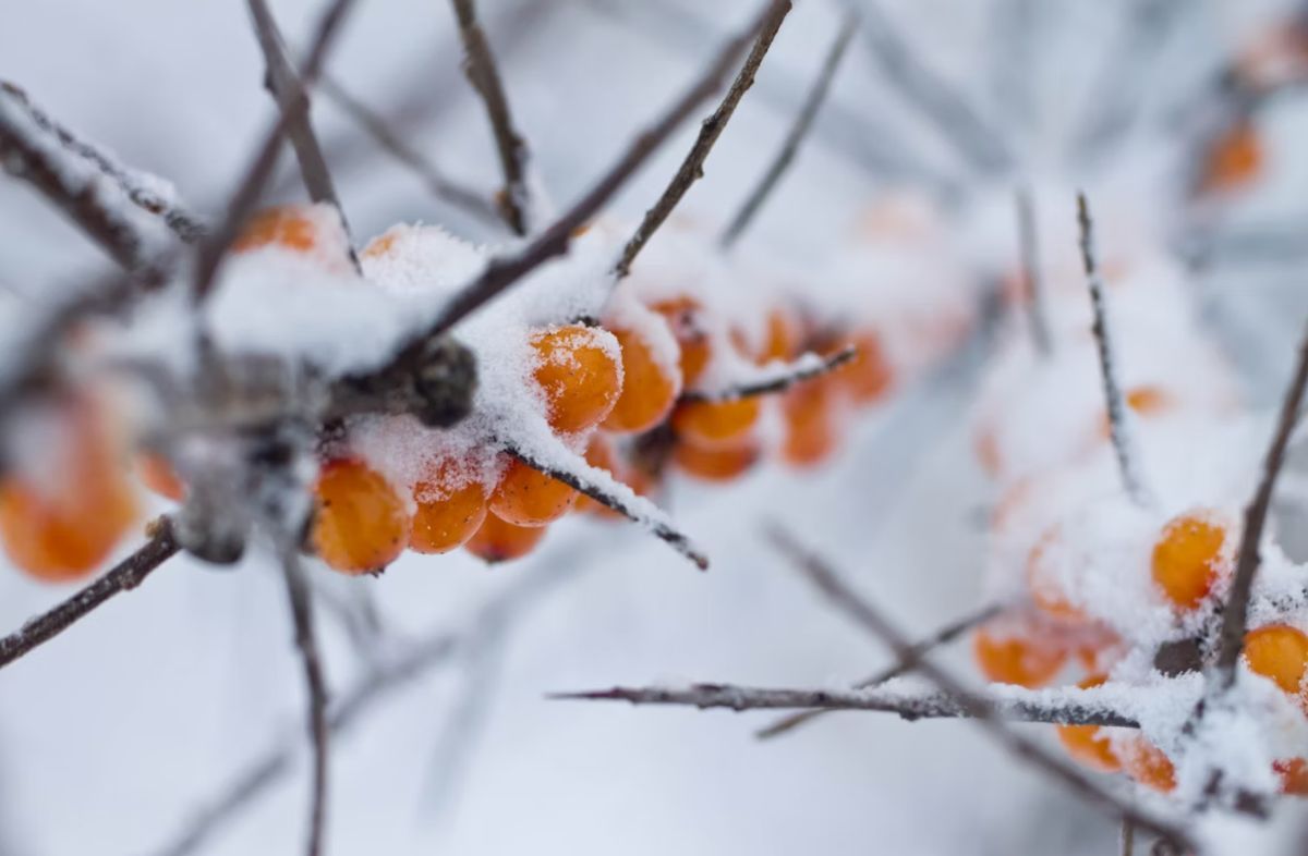 ����� �������: ��� �������� ����� ����������� ���� ����