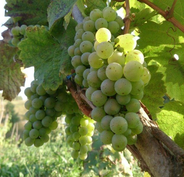 �������� ������� ��������: ������� ��������� ��������� � ��������������� ������������