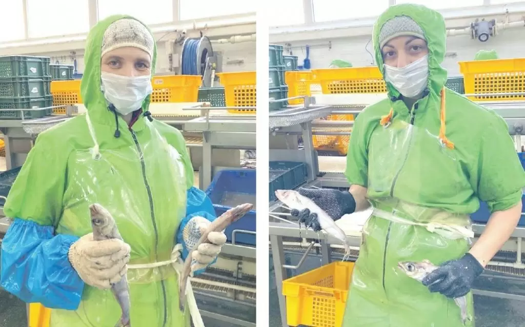 Золотые руки филетировщиков: работа, которая обеспечивает благосостояние