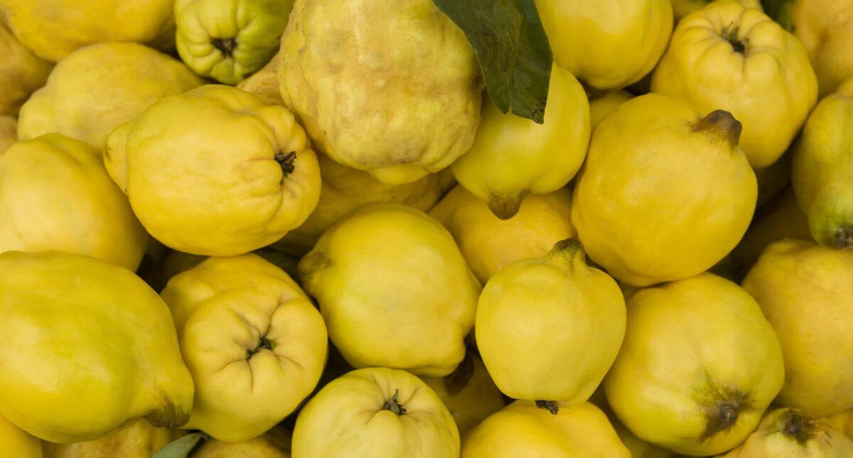 ����: ������������ ����� ��� ��������