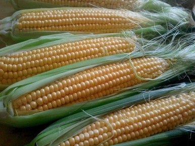 ��� ��������� �������������� �������� �� ����: ������� � ������������