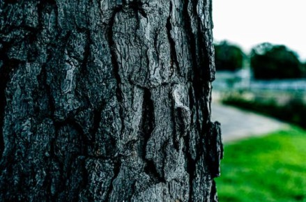 ����, ��������� ���: ��� Beauveria bassiana ������� � ���������